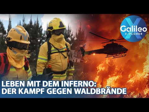 Paradise: Vom Flammenmeer zum Hoffnungsträger – Eine Stadt erblüht neu