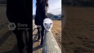 あけましておめでとうございます｜ふわふわ白猫の新年 #kitten #子ネコ #cat #ウマ #horse