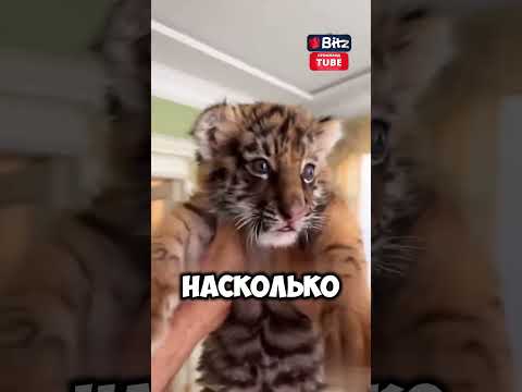 История мужества: мужчина и тигренок