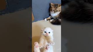 Cute angry cat compilation 🔥 #cat #kitten #cutecat