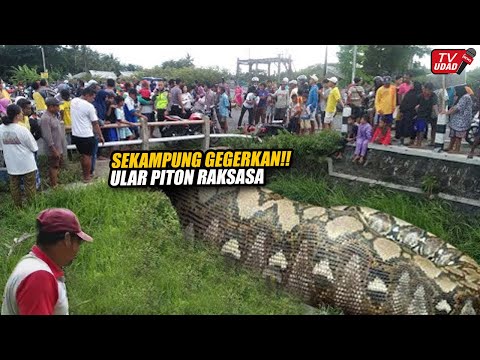 Viral !! Ular Piton Raksasa Ditemukan di Kebun, Saat Dibelah Isinya Bikin Warga Heboh dan Histeris