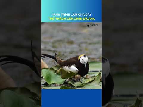 HÀNH TRÌNH LÀM CHA ĐẦY THỬ THÁCH CỦA CHIM JACANA | @123TV66