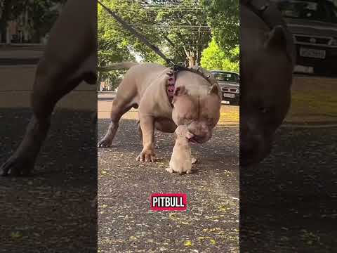 Cachorros assustadores!!#animais #cachorro #pitbull #canecorso