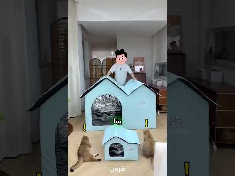 صاحب القطط اشترى لهم بيتًا باردًا ضخمًا.. لكن النهاية كانت صادمة! 😹❄️ #قطط #القطط