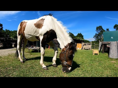 ガンを抱える馬の一日　※再アップロード