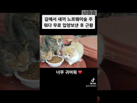 길냥이 새끼 놀숲 근황 🍀 #길고양이 #고양이입양 #고양이구조