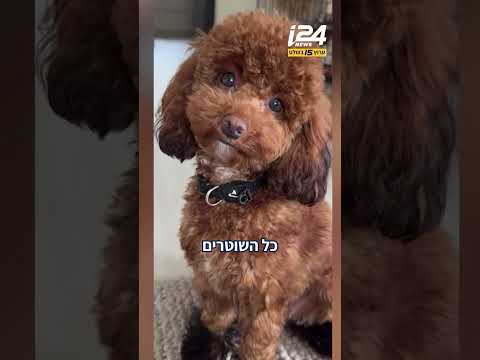 "רבע מהלב שלי נלקח": מיתר מספר על רגעי האימה כאשר ה*ה שלו נחטפה על ידי שליח וולט ממזרח ירושלים