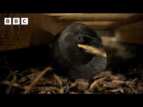 🔴 LIVE wildlife cameras 🌿 10 June 🐦 BBC Springwatch 2026