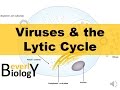 Understanding Viruses and the Lytic Cycle
