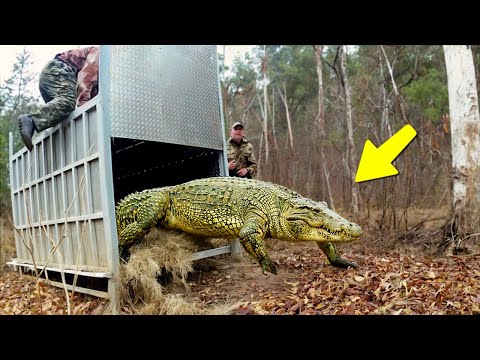 ESTES ANIMAIS ESTÃO SENDO SOLTOS PELA PRIMEIRA VEZ