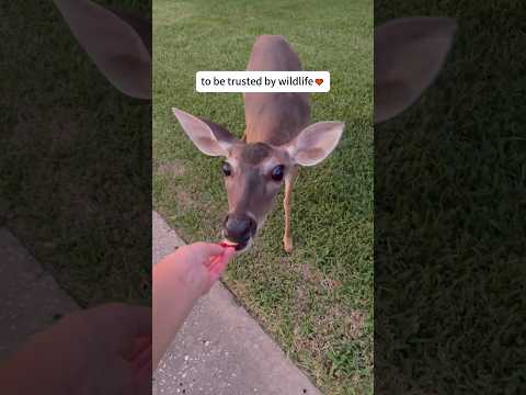 When animals trust you… #deer #squirrel #animals #foryou #love #fyp