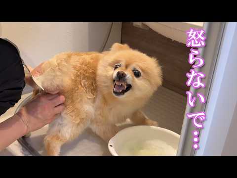 初めての出張トリミングで感情を爆発させるポメラニアン