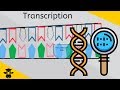 Understanding Protein Synthesis