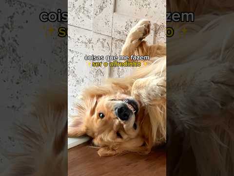PRAZER, ALFREDINHO 🩵 #goldenretriever #humor