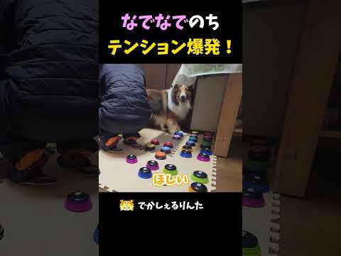 なでなでのちテンション爆発！【会話ボタンでしゃべる犬】 #shorts #犬