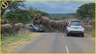 Brutal Encounters Animals vs Cars Caught on Camera