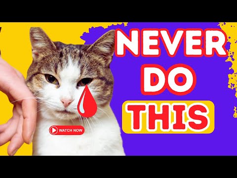 10 Things a Cat Will NEVER Forgive😱(#3 Is Shocking)