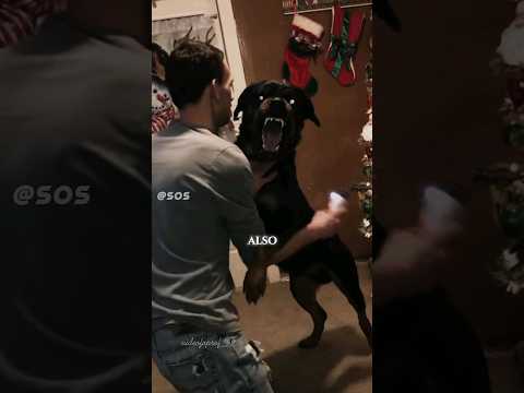 You Shouldn't Ever Mess With These Guard Dogs ? ? | #dogs