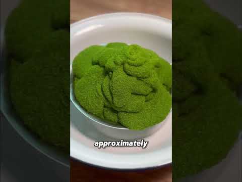 Duckweed: The Tiny Superfood of the Future