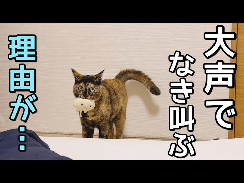 人形を咥えて大声で泣き叫ぶ元野良猫。その理由が切なかった…