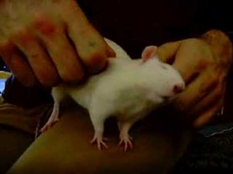 loving pet rat