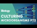 Bacterial Growth and Antibiotic Resistance