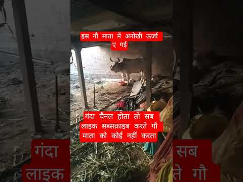 इस गौ माता में अनोखी ऊर्जा ए गई#100millon #cow #motivation #13million #gaumata #animals