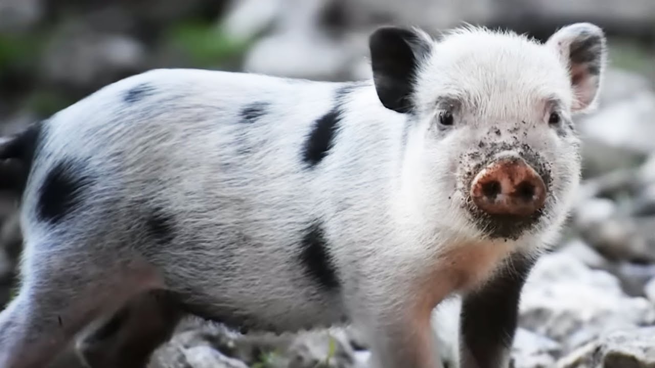 U.S. Bracing For Invasion of SUPER PIG, For Once It’s Right To Blame Canada