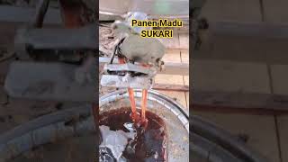 Panen madu Sukari