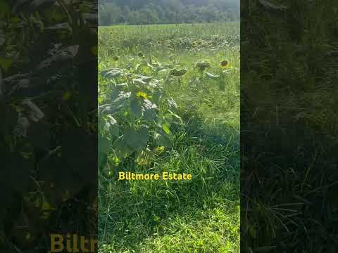Why are they turned away? #sunflowers #biltmore
