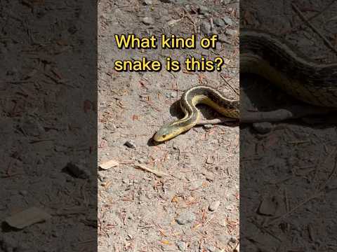 What kind of snake is this? ￼
