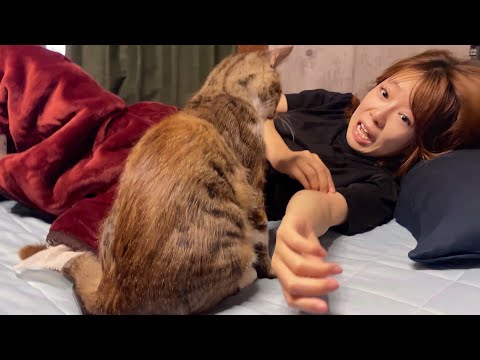 元野良猫ポン太の起こし方が強烈すぎた