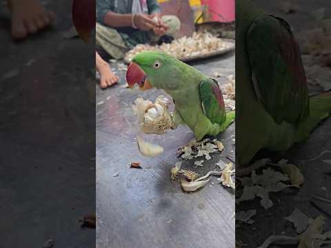 Parrot - "Garlic Chopper" 🦜❣️ #shorts #parrotlover