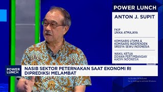 Peternak: Atasi Masalah "Broker" Hingga Harga Ayam, RI Bisa Nyontek Thailand