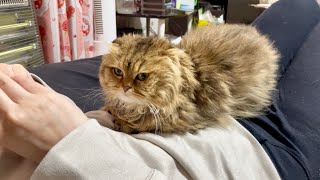 妹のお腹の上が幸せすぎて離れられなくなってしまった猫