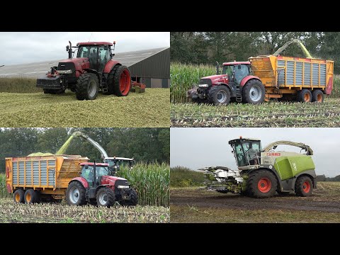 Mais hakselen en inkuilen door loonbedrijf vd Poll met Claas Jaguar 930 en Case IH trekkers (2024)