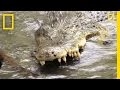 King Cobras and Saltwater Crocodiles
