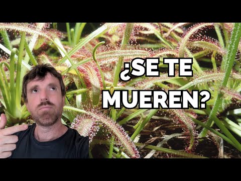 Mirad cómo reproduzco PLANTAS CARNÍVORAS y qué han cazado