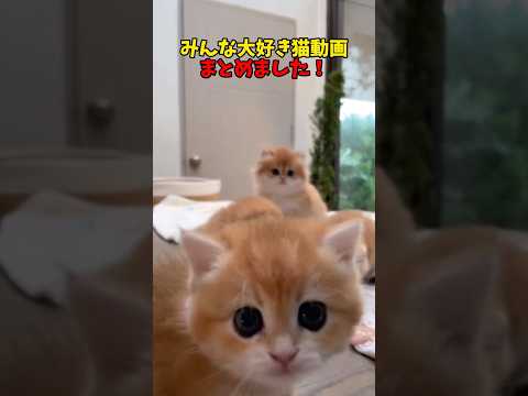 猫の動画サムネイル - 愛してるで😘 #猫 #cat #cats #cute
