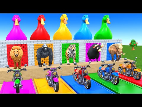 Long Slide Game With Cow Elephant Gorilla Hippopotamus Tiger 3d Animal Game Funny 3d Animals