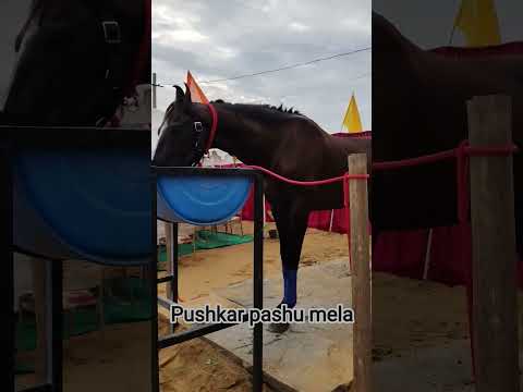 Pushkar pashu mela yha pr aap ko mil dek ne ko milegy bhot sare jaanwar yha par khrida or becha jata