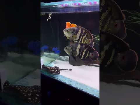 monster tank full of monster|| #shorts #monster #shortvideo