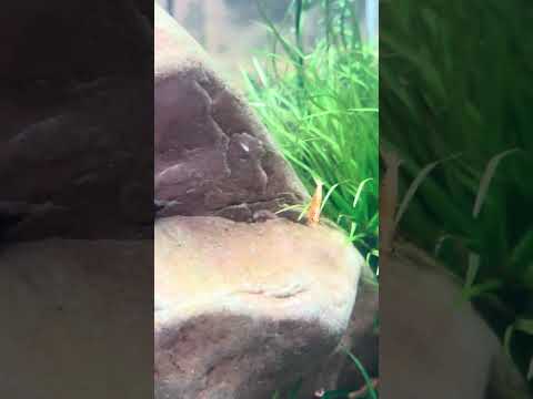 #Neo_shrimp