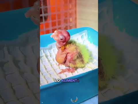 ¡CRISIS DEL PÁJARO GLOBADO! ¡Veterinario deurgencias salva a un loro inflado!#animals #rescue #sad