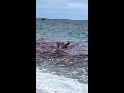 Great white shark attacks seal near Nantucket shoreline