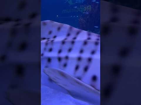 What a beauty!!!! #shark #aquarium #legasea #repta 
