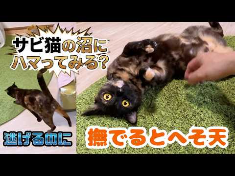 【サビ猫の沼】ツンデレサビ猫子猫がへそ天で遊んで甘えて魅力にハマる(保護猫カフェキャットスペース)中崎町Obsessed with this cute tortie kitten!