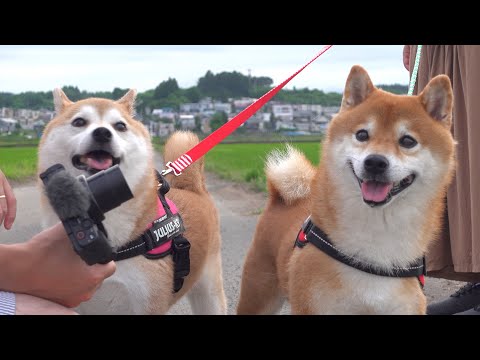 飼い主が入院中で落ち込む柴犬。思わぬサプライズで笑顔に変わる瞬間。 サムネイル
