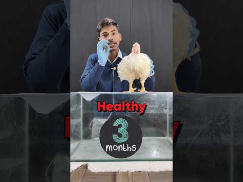 𝗗𝗮𝗿𝗸  𝗿𝗲𝗮𝗹𝗶𝘁𝘆 𝗼𝗳 𝗯𝗿𝗼𝗶𝗹𝗲𝗿 𝗰𝗵𝗶𝗰𝗸𝗲𝗻😲🐓✅ #viralvideo #shorts #facts #animals