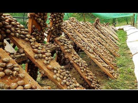 A Világ Leghihetetlenebb Farmjai!